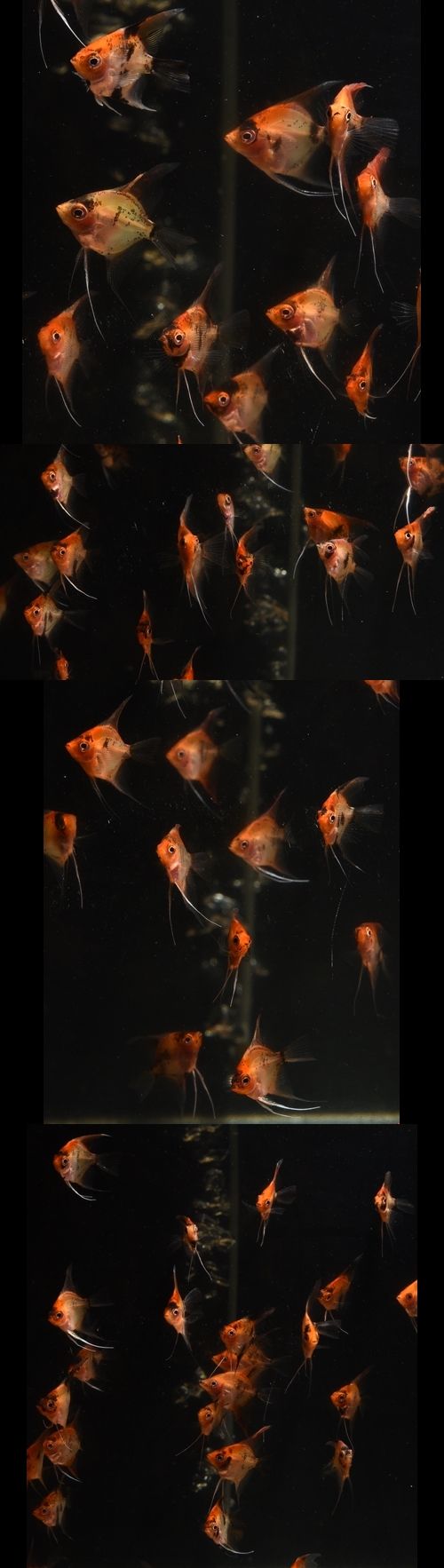 ��åɥǥӥ륨�󥼥�S