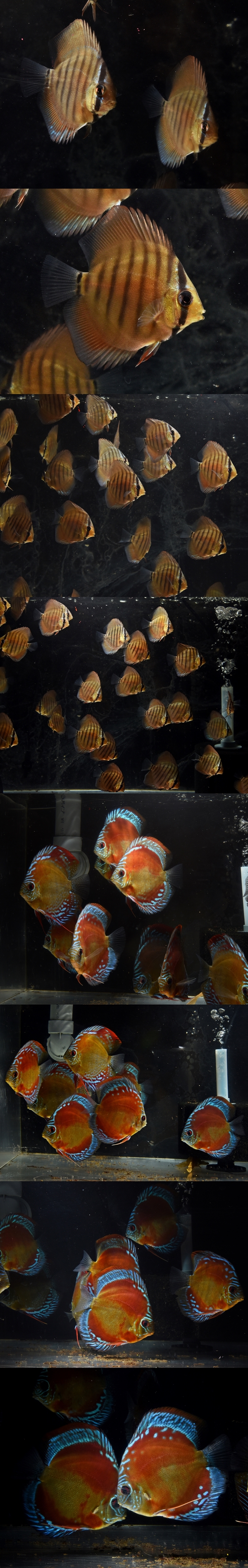 �ȱ����ڥ����