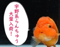 ����Ϥ����夦��������