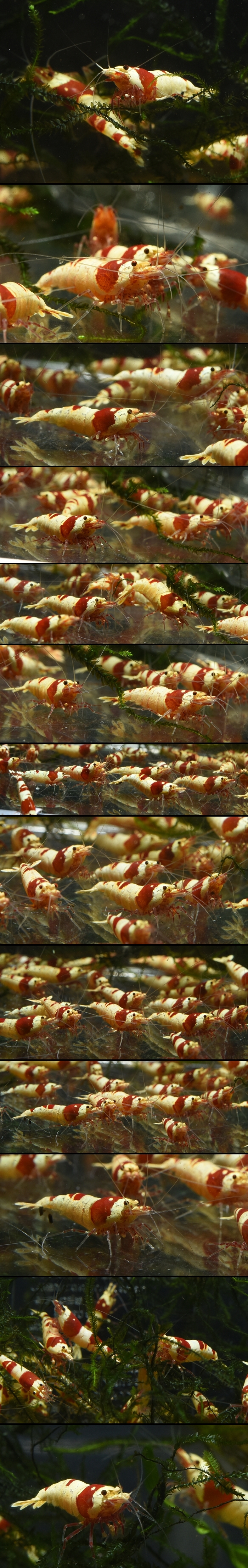 ��åɥӡ��������