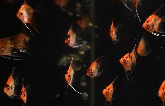 ��åɥǥӥ륨�󥼥� S������